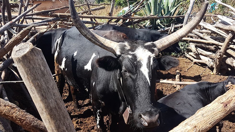Cow in Zimbabwe